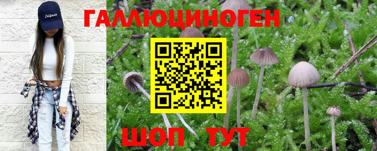 где можно купить наркотик  Вход с VPN  Грязи  Псилоцибиновые грибы MAGIC MUSHROOMS  Галлюциногенные грибы Magic Shrooms 